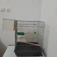 مرغ گلین لری اصیل وتعدادی قفس|حیوانات مزرعه|پلنگ آباد, |دیوار