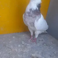 کفتر یا کبوتر طوقی|پرنده|مبارکه, |دیوار