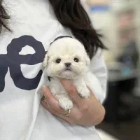 سگ اپارتمانی پودل مالتیز عروسکی مینی|سگ|تهران, پارک شهر|دیوار