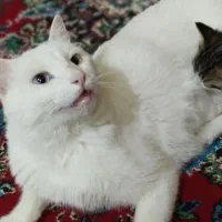 3تا توله گربه