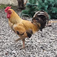 یک عدد خروس محلی زینتی