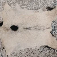 پوست بز دباغی