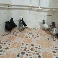 کبوتر پاکستانی و پرشی|پرنده|تهران, سعادت‌آباد|دیوار