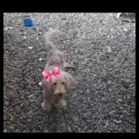 گمشده سگ|سگ|سنگر, |دیوار