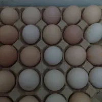 تخم مرغ خانه گی واسه خودن