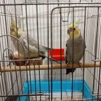 جفت عروس هلندی|پرنده|اهواز, کوی رمضان|دیوار