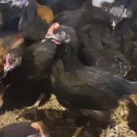 جوجه گلپایگان مرغ محلی خروس سیاه تاقچه رسمی جهادی|حیوانات مزرعه|مشهد, وکیل‌آباد|دیوار