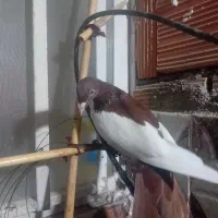 کبوتر|پرنده|علیآباد کتول, |دیوار