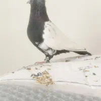 کبوترسینه‌سرخ کل دمی|پرنده|شیراز, شیخ علی چوپان|دیوار