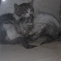 دوتا بچه گربه آواره