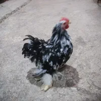 خروس کوشین ۵ ماهه