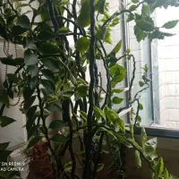 گل های زیبا مناسب روزمادر|گل و گیاه طبیعی|کرمانشاه, |دیوار