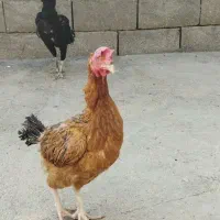 فروش دو تا مرغ