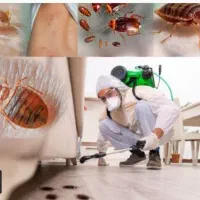 شرکت سمپاشی+محسنی+موریانه زدایی ساس موش سوسک و..