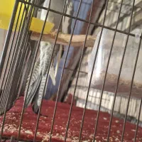 پرنده نر نیمه دستی|پرنده|اندیمشک, |دیوار