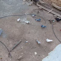 کبوتر طوقی پرشی معاوضه با عروس|پرنده|خانمیرزا, |دیوار