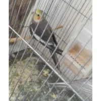 عروس هلندی نر