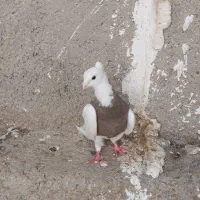 کبوتر طوقی|پرنده|بندر دیر, |دیوار