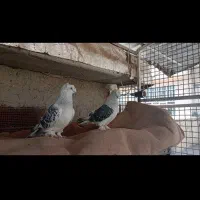 جفت کفتر ترک