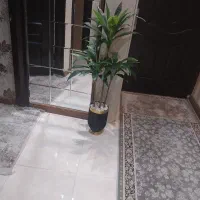 گل نخل