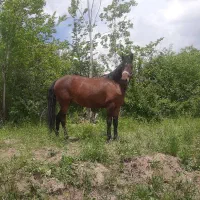 اسب مادیان 3ساله