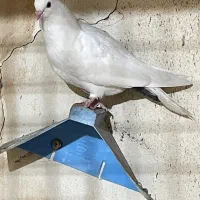 کبوتر سفید|پرنده|شادگان, |دیوار