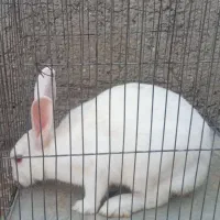 خرگوش ماده چند ماهه