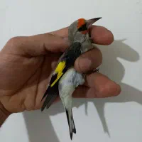 سهره .عروسک|پرنده|هشتگرد, فاز ۷ مهستان|دیوار