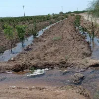 زمین کشاورزی|فروش دفتر صنعتی، کشاورزی، تجاری|بیرجند, |دیوار