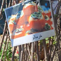 فروش نهال|گل و گیاه طبیعی|توتکابن, |دیوار