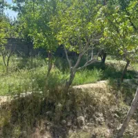 باغچه-چهار-دیواری-415-متر-دهشاد-بالا-باغستان