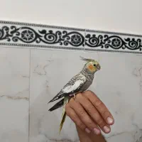 عروس هلندی ماده