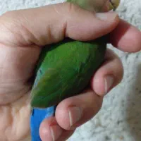 طوطی برزیلی تازه دانه خور دستی