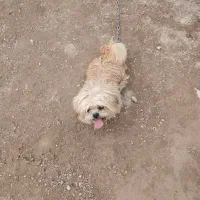 پاکوتاه ماده خوشگل