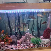 ماهی اکواریوم|ماهی|اسفراین, |دیوار