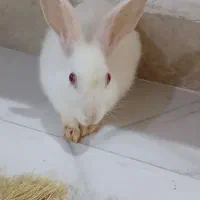 خرگوش