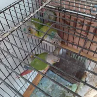 طوطی گرنجیک بالغ سالم جفت جوان|پرنده|علیآباد کتول, |دیوار