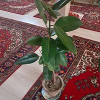 گلخونه