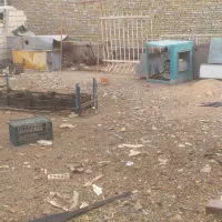سگ پاکوتاه سفید