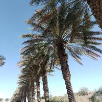 240اصله خرما
