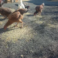 مرغ لاری ودورگه گلین|حیوانات مزرعه|حسین آباد, |دیوار