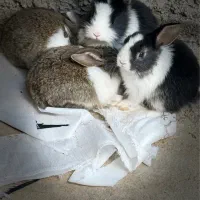 فروش بچه‌خرگوش‌های ناز و سالم|موش و خرگوش|برازجان, |دیوار