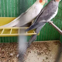 عروس هلندی ( جفت بالغ)|پرنده|سمنان, |دیوار