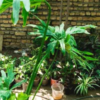 حراج  بی نظیر گل برگ انجیری  مناسبت کادو زائرین 95|گل و گیاه طبیعی|اصفهان, باغ فدک|دیوار