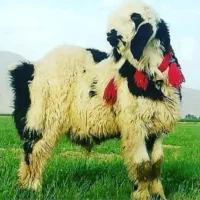 کود‌‌کوسفندی