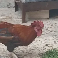خروس جوان و کاملا سالم و زیبا