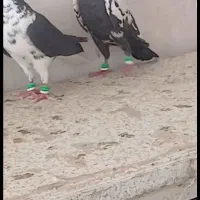 سارسیاه