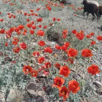 0912-90-90-717|سیم‌کارت|ماهدشت, |دیوار