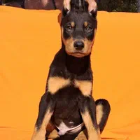 توله دوبرمن ، روتوایلر ، ژرمن و کنکورسو|سگ|تهران, درکه|دیوار