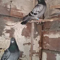 سبز کبوتر|حیوانات|بجنورد, |دیوار